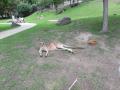gal/2021/12 ZOO Praha/_thb_20210806_141702.jpg